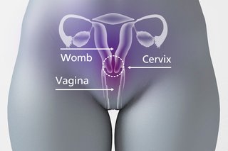 Шийката на матката е между влагалището и утробата